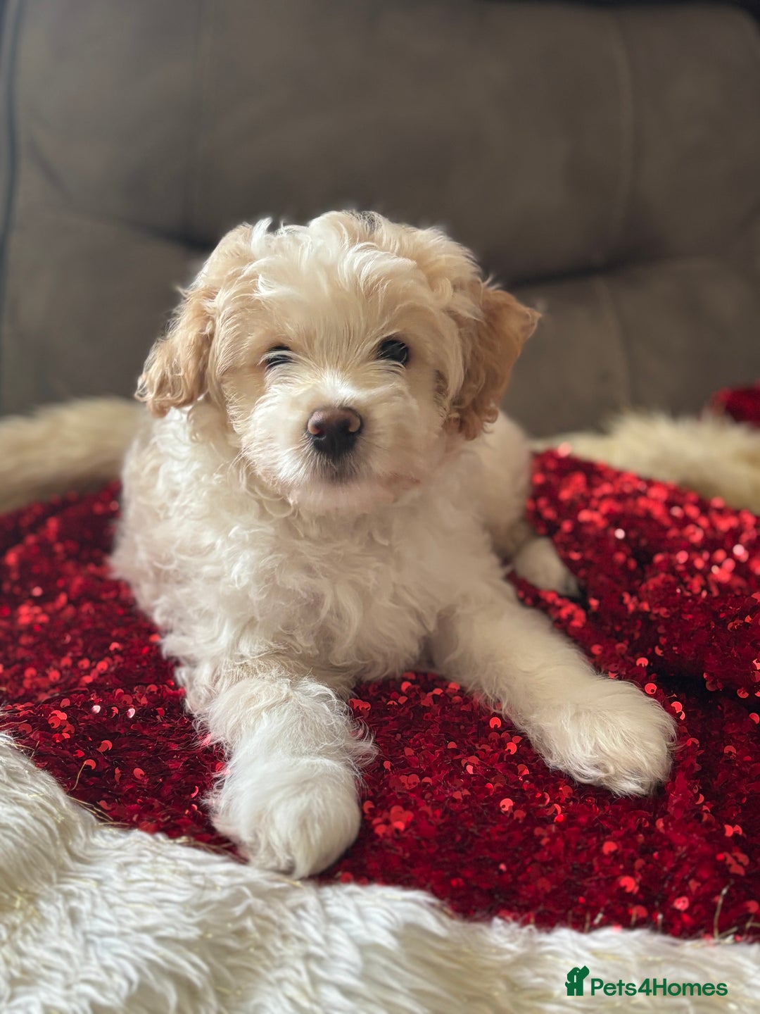 Mixed Breed dogs for sale: Peke-a-Chon puppies 🐶  - Advert 26