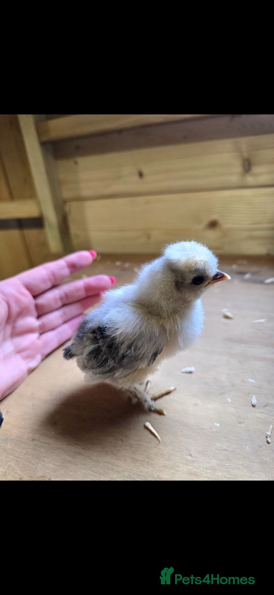 Chickens poultry Week old chicks  - Advert 1