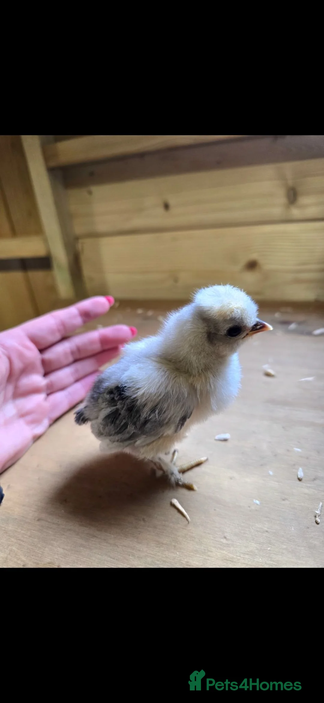 Chickens poultry for sale: Week old chicks  - Advert 1