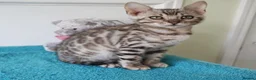 Bengal cats for sale: Superb Bengal Girl Kitten - Advert 3