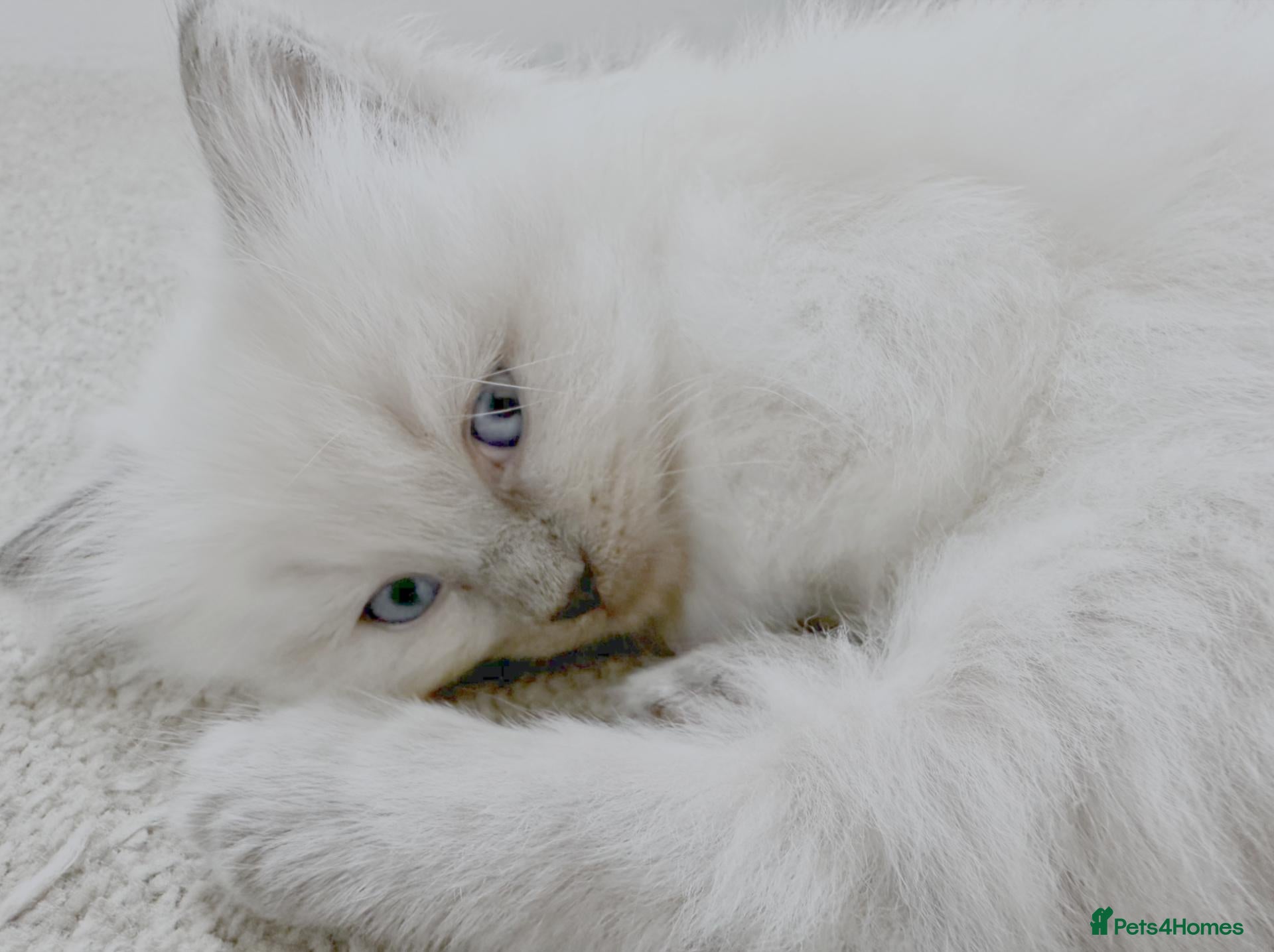 Ragdoll cats Blue point Ragdoll Kitten - Ready to Go - Advert 2