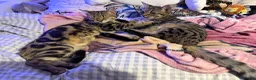 Domestic Shorthair cats for sale: Gorgeous Tabby siblings  - Advert 17