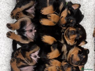 Rottweiler dogs Rottweiler pups available for viewings now - Advert 7