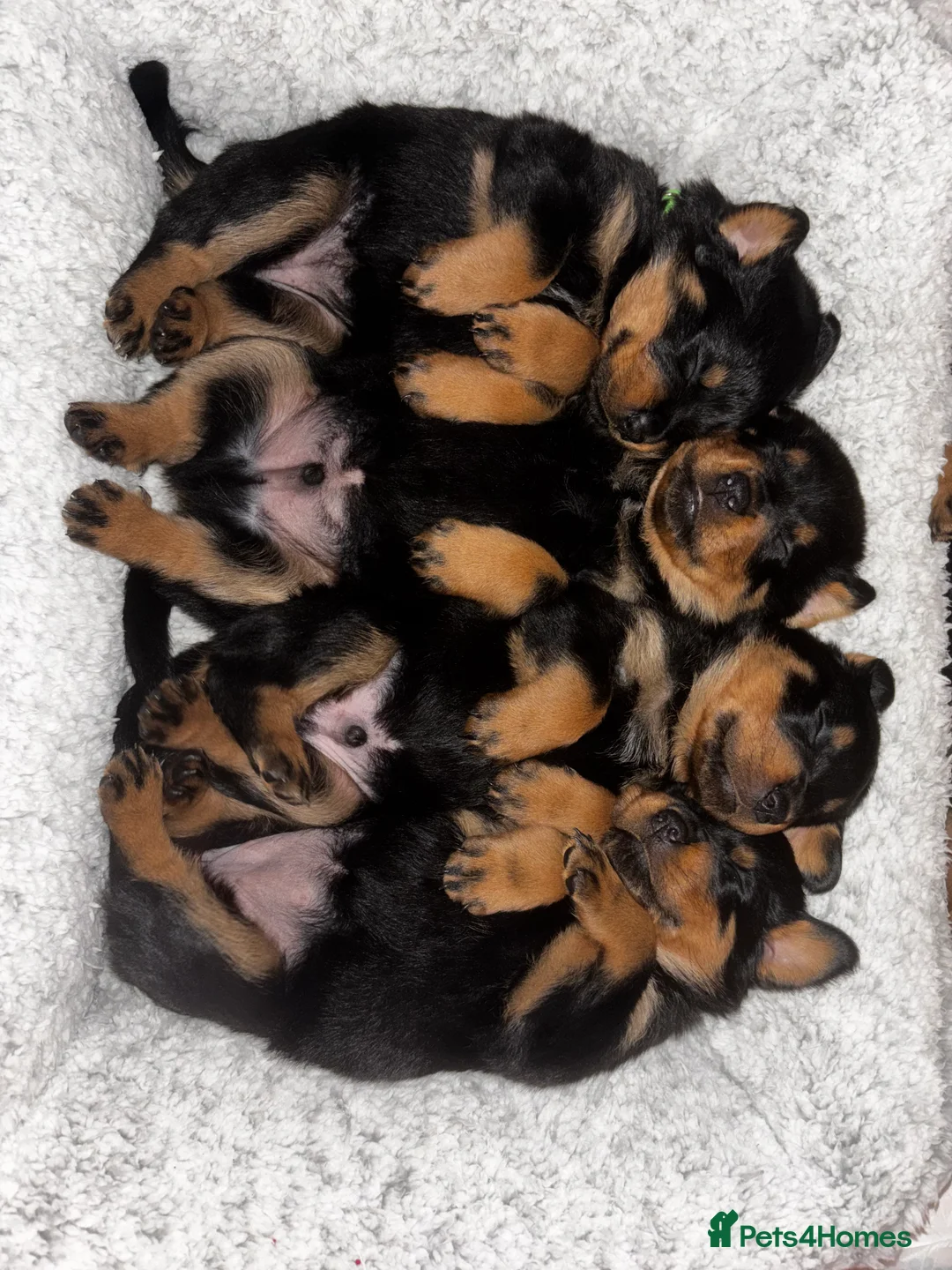 Rottweiler dogs for sale: Rottweiler puppy ONE girl left  - Advert 1