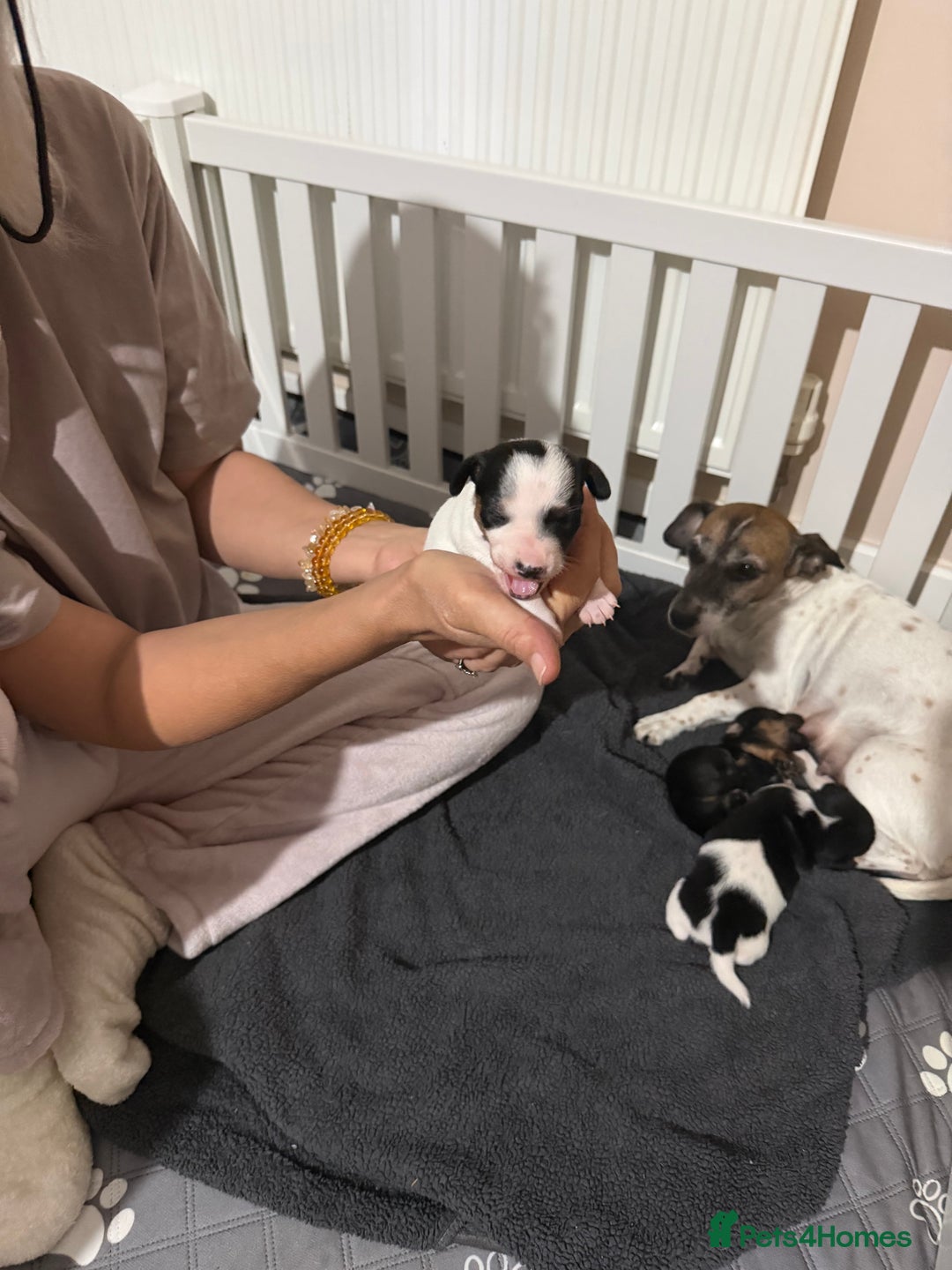 Jack Russell dogs for sale: 3 Jack Russell Puppies  - Image 5