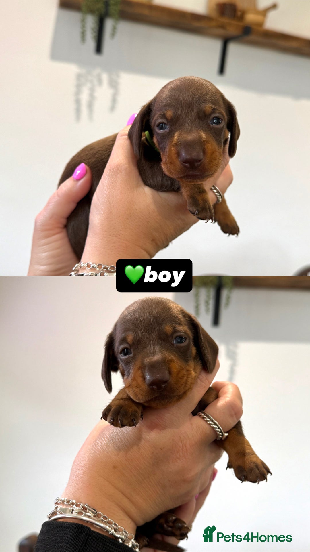 Miniature Dachshund dogs for sale: Miniature dachshunds - Image 3