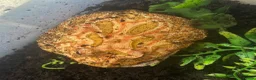 Frog reptiles for sale: Adult male apricot horned frog/pacman frog in Sutton Coldfield - Advert 3