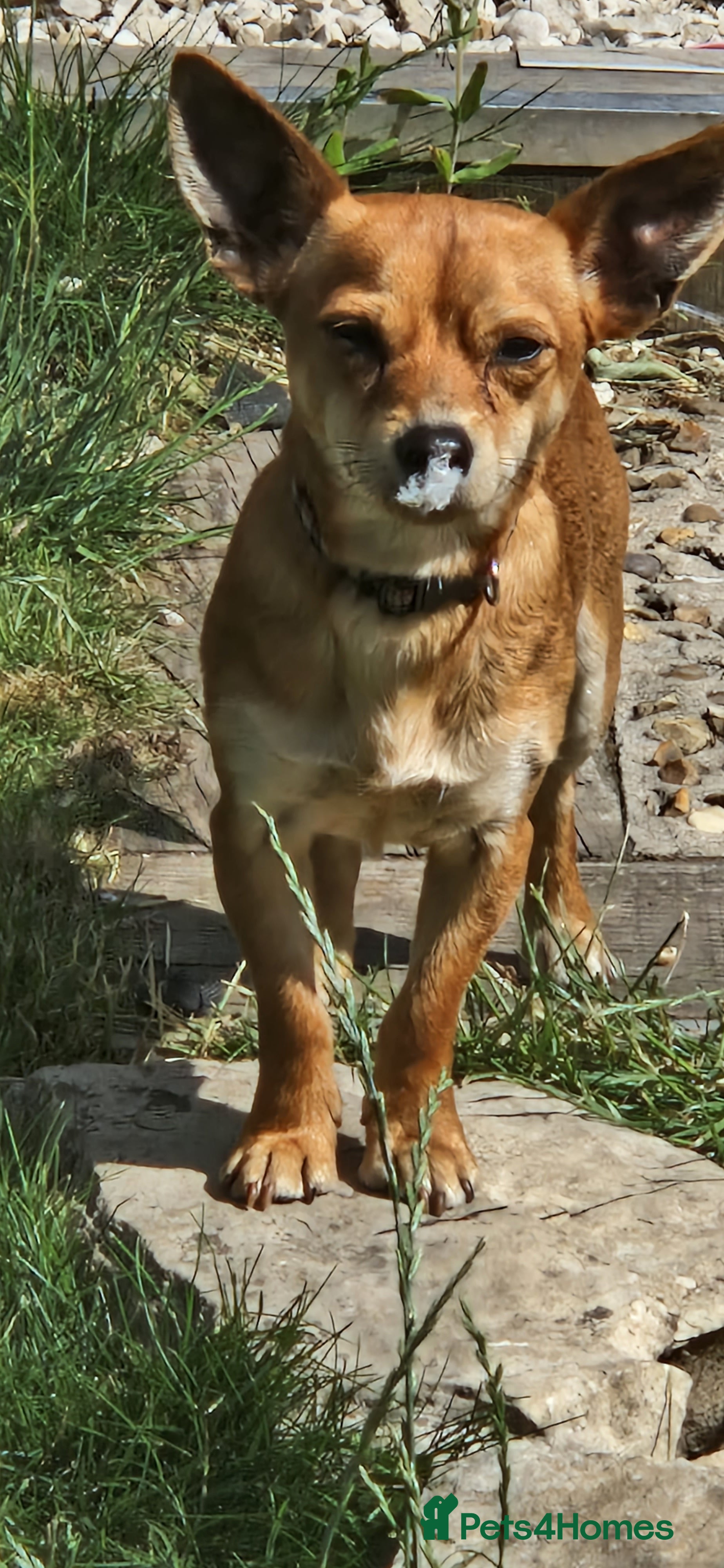 Mixed Breed dogs Male jackachew  - Advert 2