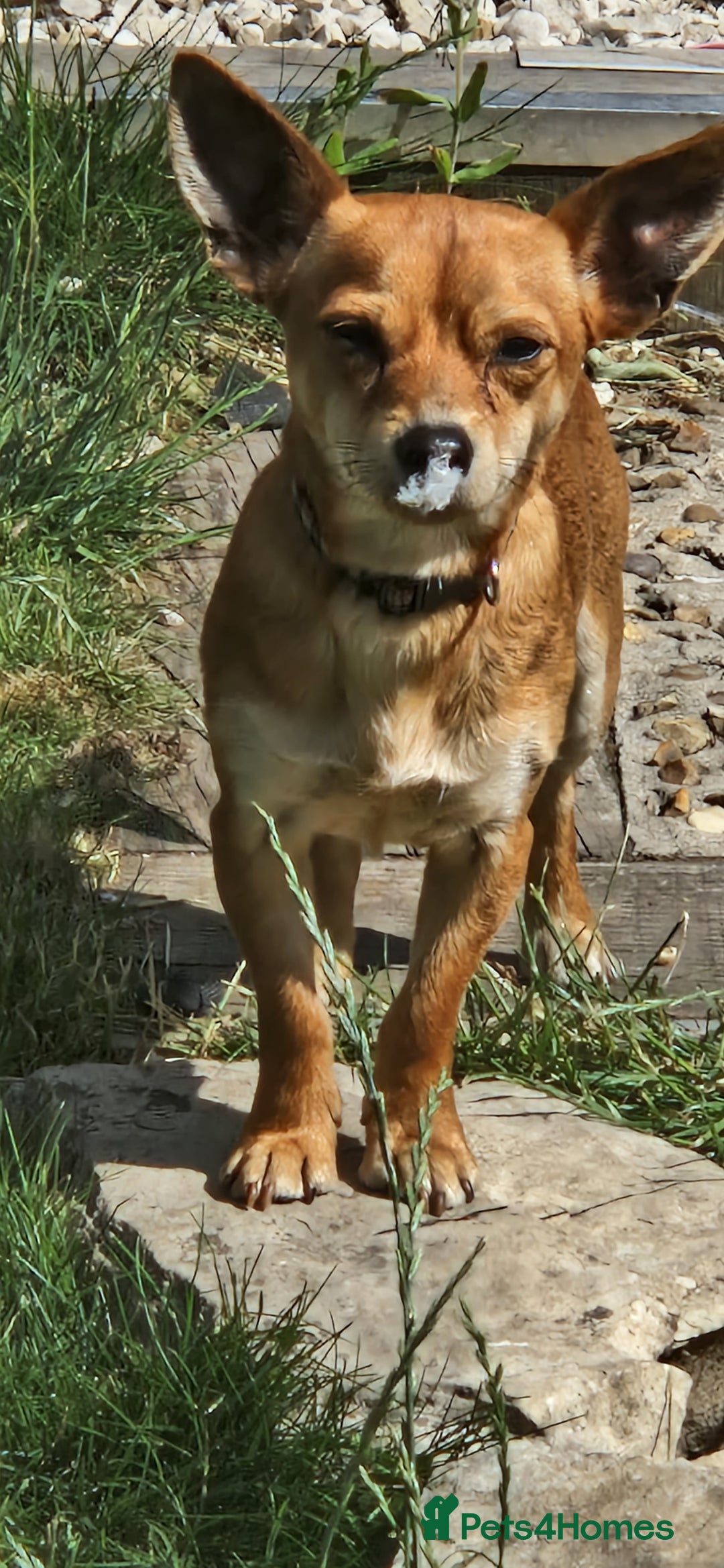 Mixed Breed dogs for sale: Male jackachew  - Advert 1