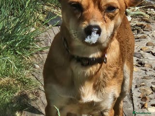 Mixed Breed dogs Male jackachew - Advert 2