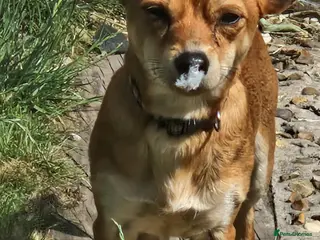 Mixed Breed dogs Male and female jackachew - Advert 18