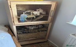 Gerbil rodents for sale: 2 male gerbils with cage and accesories - Advert 4