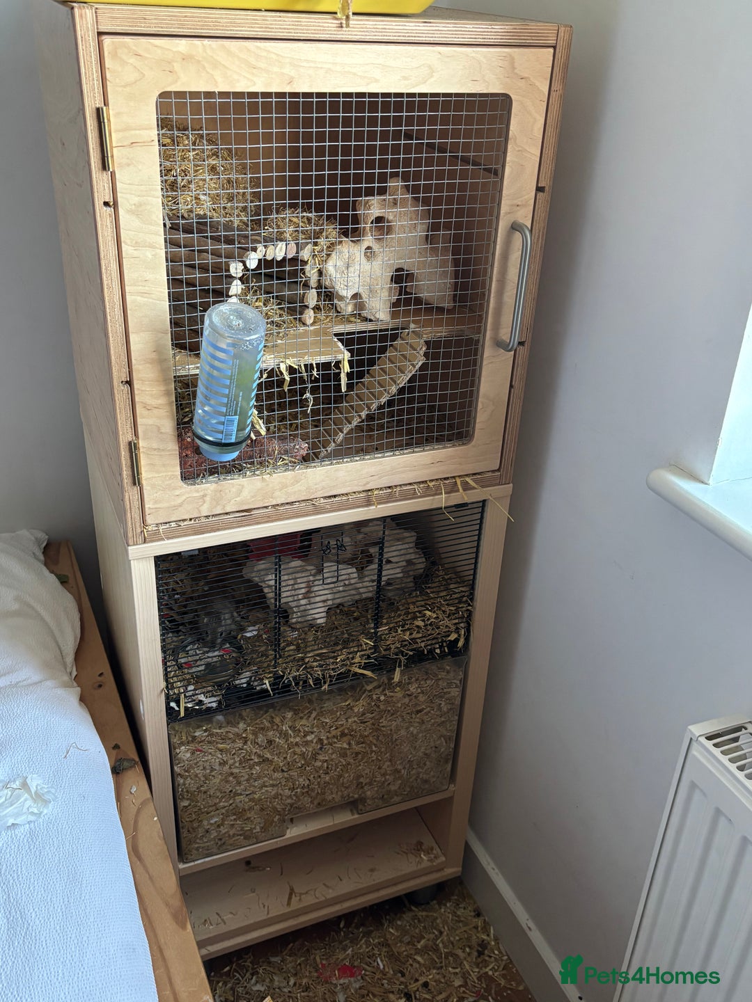 Gerbil rodents for sale: 2 male gerbils with cage and accesories - Advert 4
