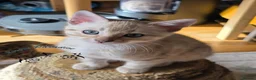Bengal cats for sale: Snow ❄️ mink male kitten  - Advert 3