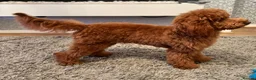 Cavapoo dogs for sale: PRA CLEAR Exceptional Red Cavapoo Girl  - Advert 2