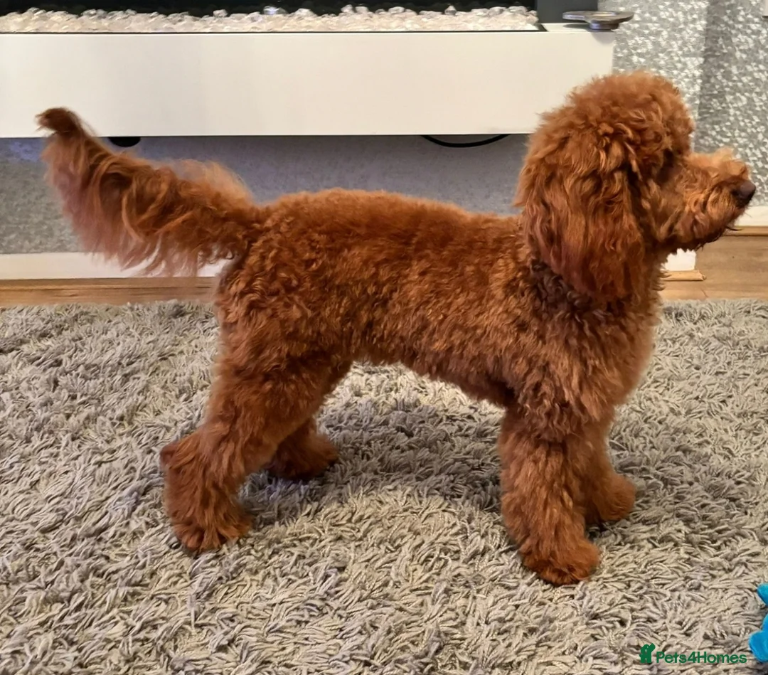 Cavapoo dogs for sale: PRA CLEAR Exceptional Red Cavapoo Girl  - Advert 2