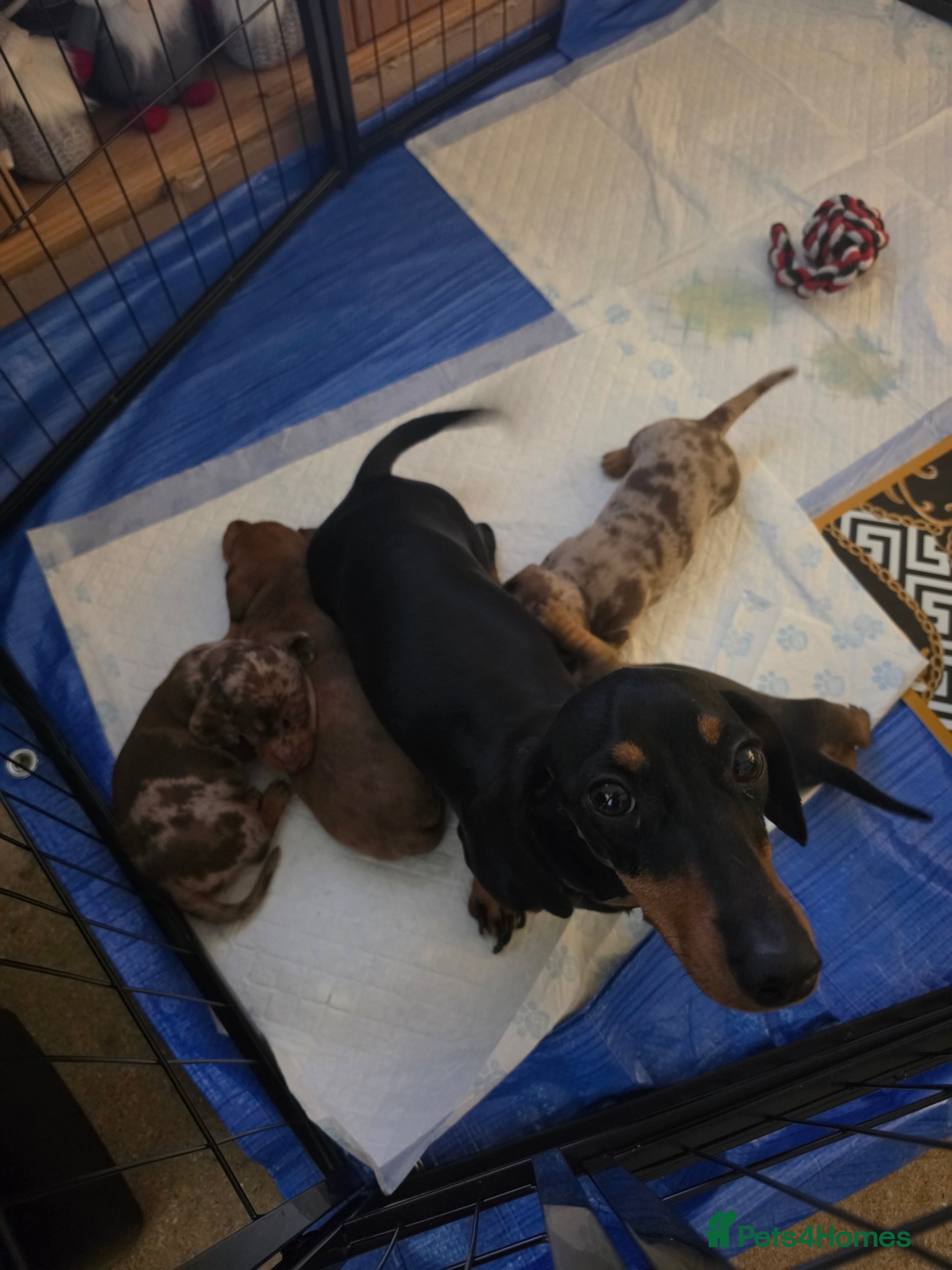 Miniature Dachshund dogs Minature dachshund Puppies - Advert 6