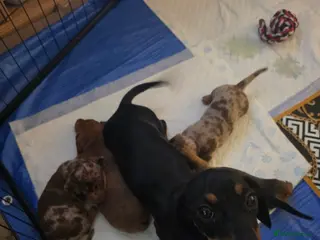 Miniature Dachshund dogs Minature dachshund Puppies - Advert 11