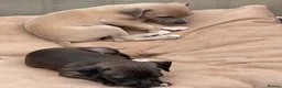 Italian Greyhound dogs for sale: Gorgeous KC Italian Greyhounds - Advert 2