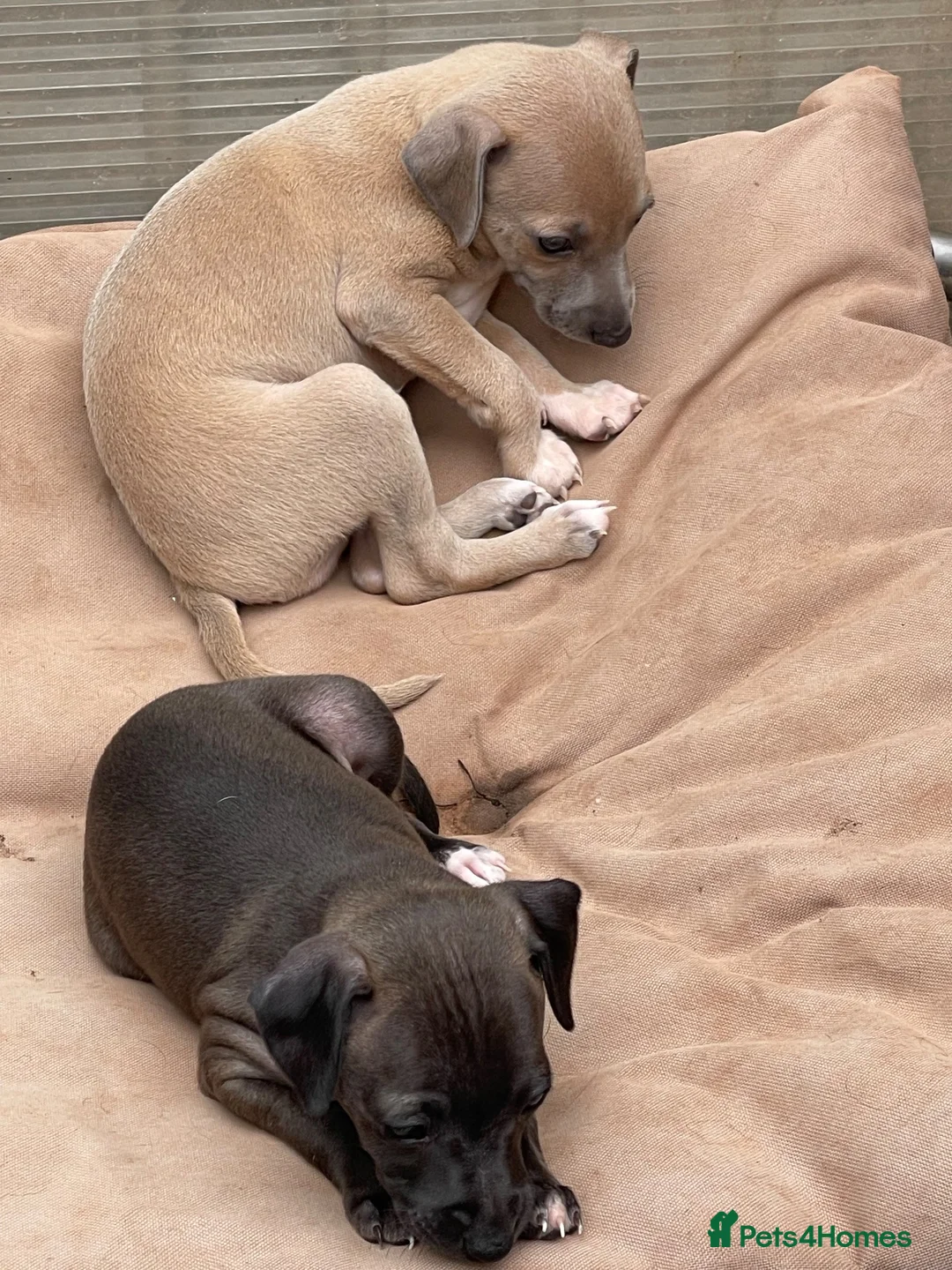 Italian Greyhound dogs for sale: Gorgeous KC Italian Greyhounds - Advert 2