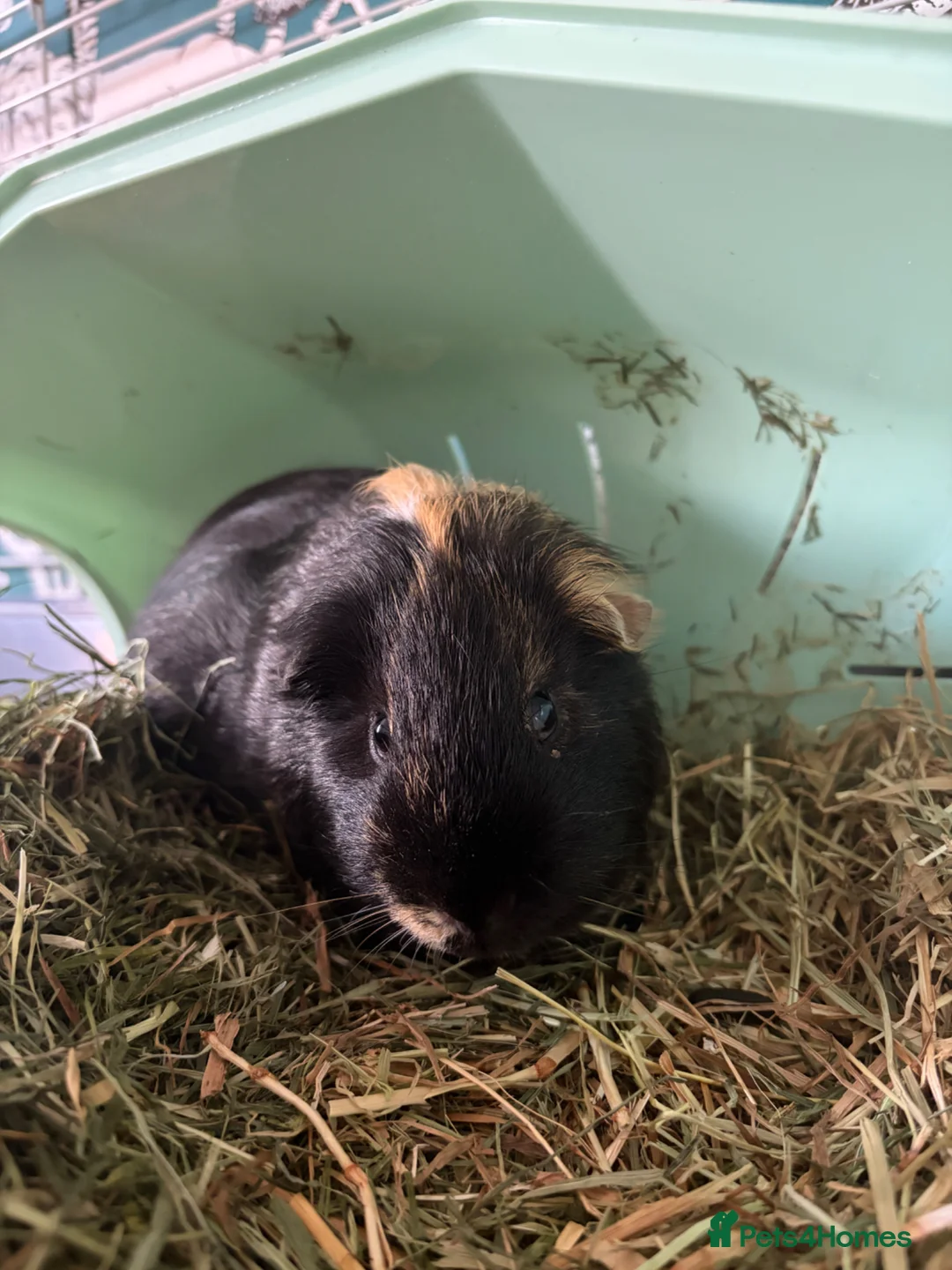 Guinea Pig rodents for sale: Male guinea pig - Advert 3