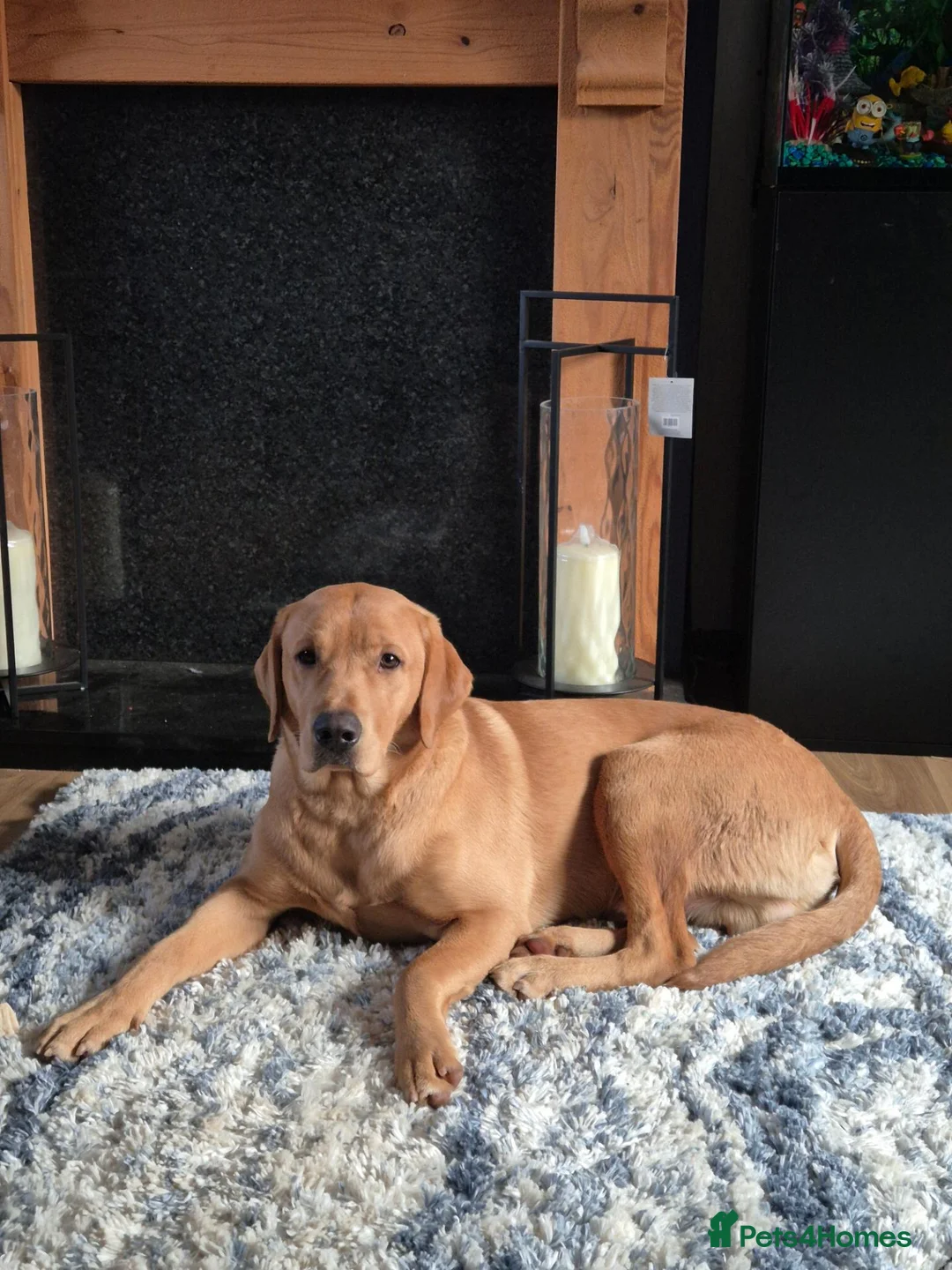 Labrador Retriever dogs for stud: Fox red labador retriever kc male( NOT FOR SALE) - Advert 2
