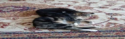 Mixed Breed cats for sale: Playful, loving, and gorgeous kittens  - Advert 13