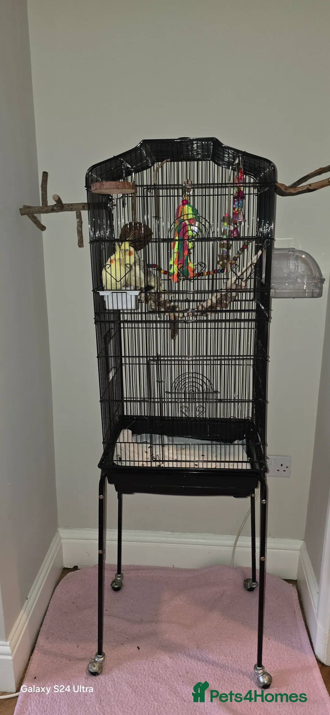 Cockatiels birds for sale: 2 Female cockatiels with cage  - Advert 2