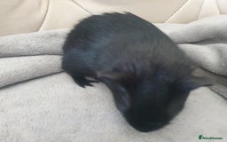 Guinea Pig rodents for sale: Baby guinea pigs - Image 7