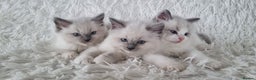 Ragdoll cats for sale: 💕BEAUTIFUL TICA REGISTERED RAGDOLLS KITTENS💕  - Advert 22