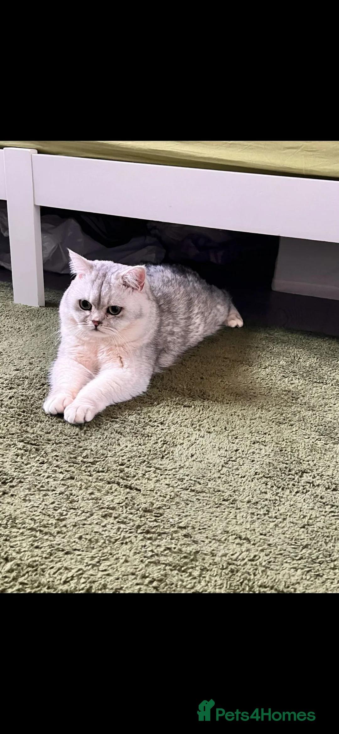 British Shorthair cats for stud: Gorgeous British Short Hair/Persian for Stud in Birmingham - Advert 3