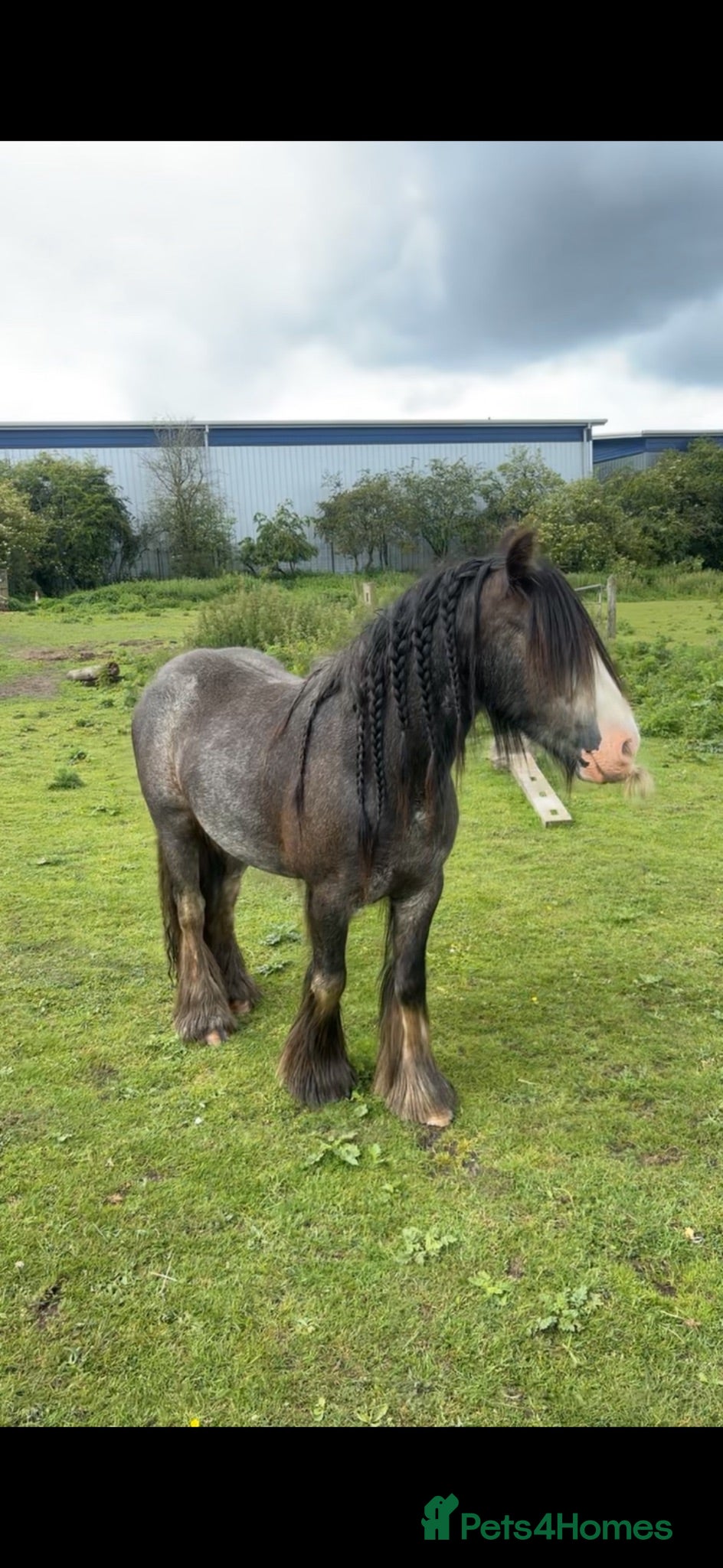 Irish Cob horses Show potential flashy blue Blagdon gelding  - Advert 14