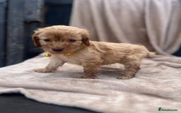 Cockapoo dogs for sale: Beautiful cockerpoo puppies F1  - Image 6