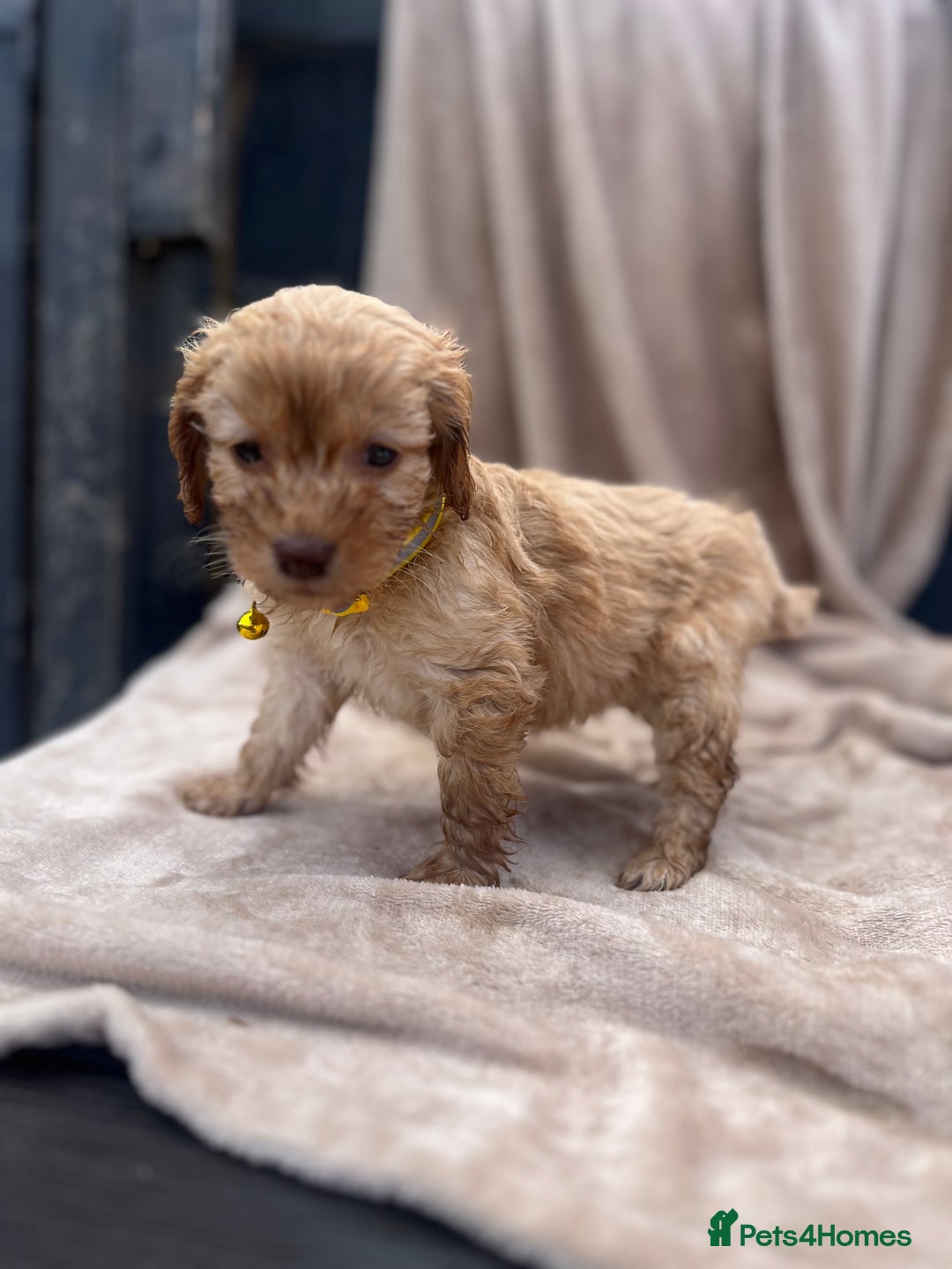 Cockapoo dogs for sale: Beautiful cockerpoo puppies F1  - Image 6