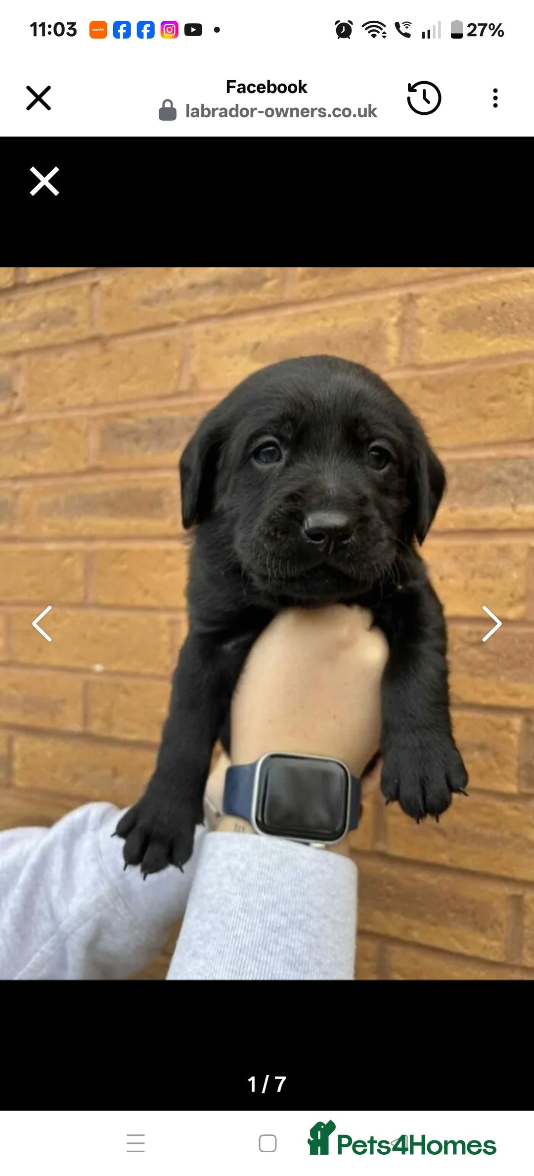 Labrador Retriever dogs for sale: Labrador 4 black males  - Advert 10