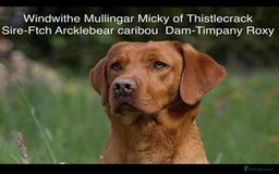 Labrador Retriever dogs for sale: Beautiful Fox Red Labrador Puppies - Image 4