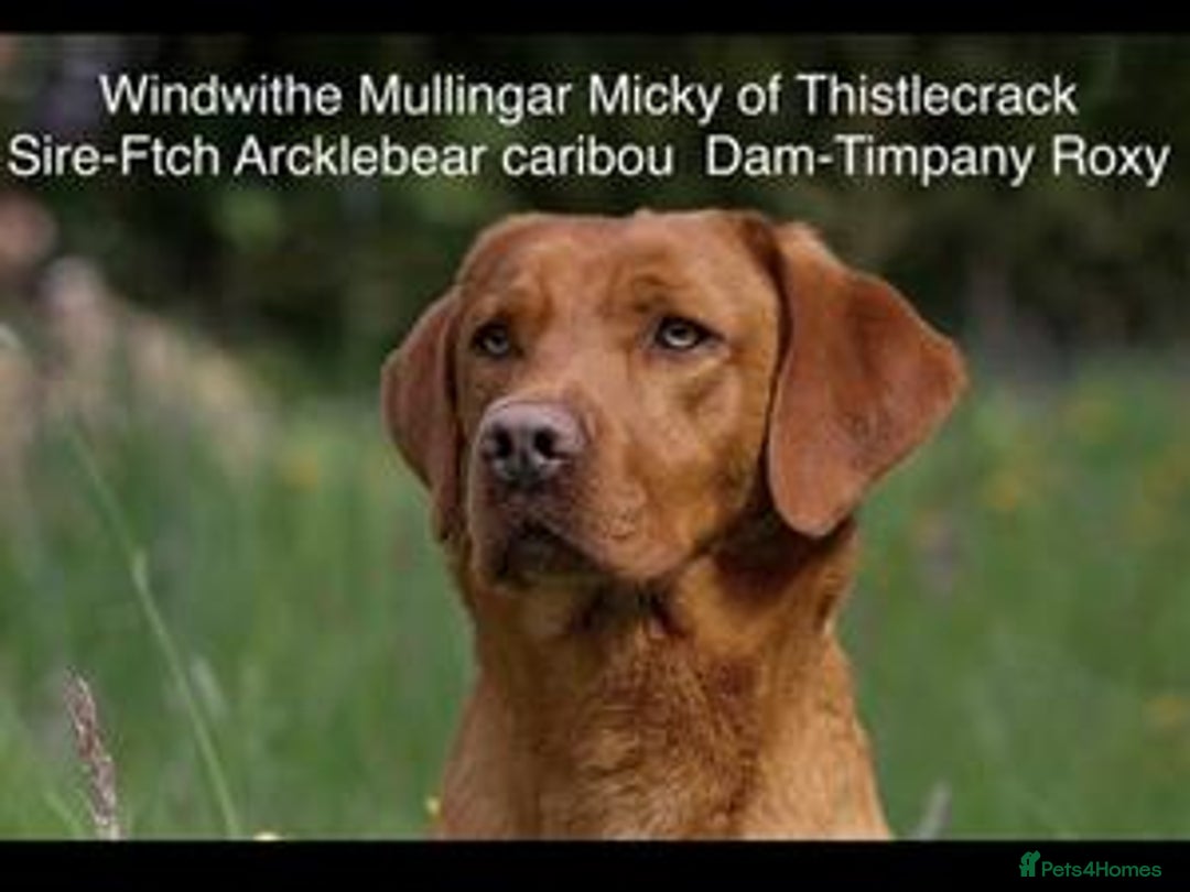 Labrador Retriever dogs for sale: Beautiful Fox Red Labrador Puppies - Image 4