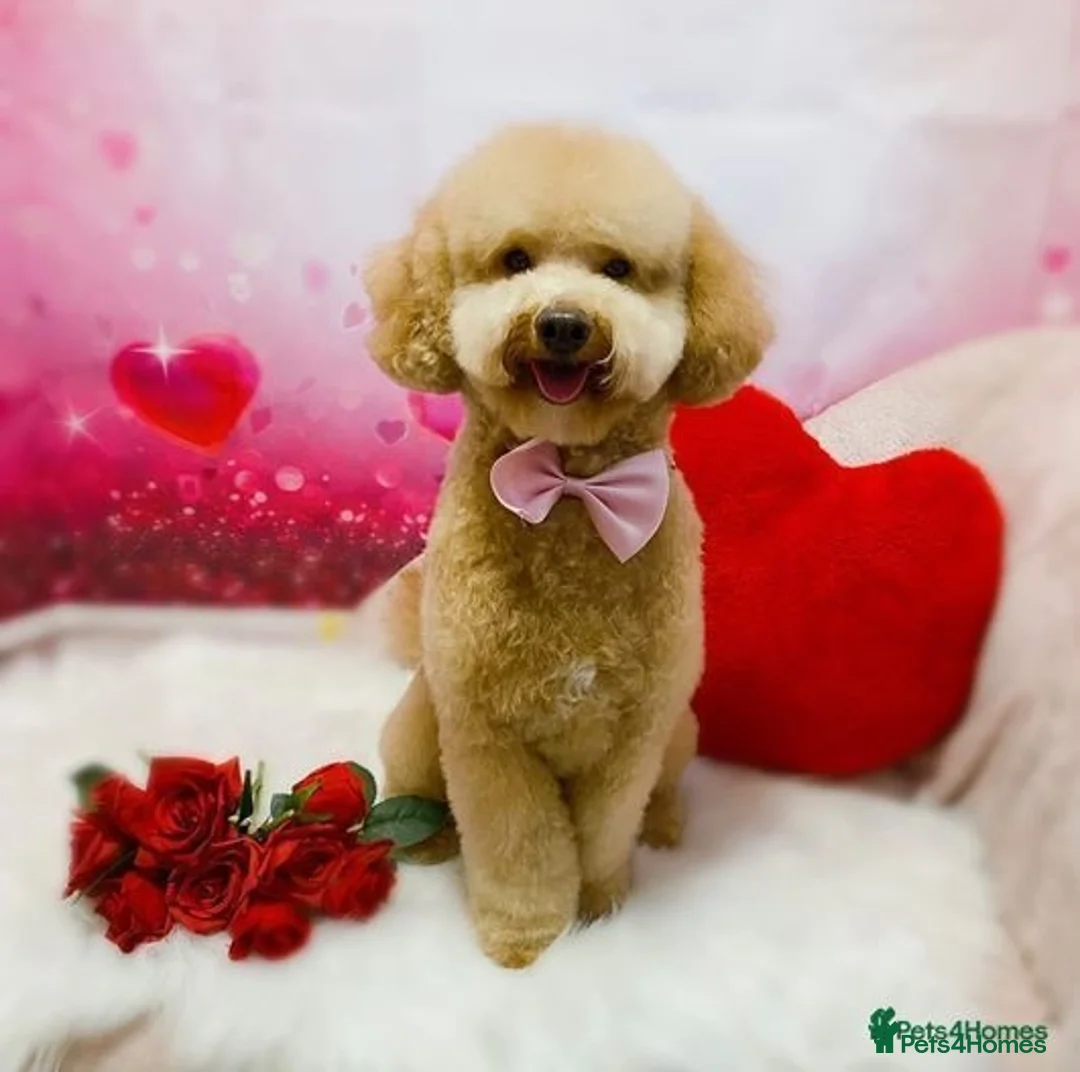 Toy Poodle dogs for stud: ‘Teddy’ KC Registered/Health tested Toy Stud in Wigan - Advert 36