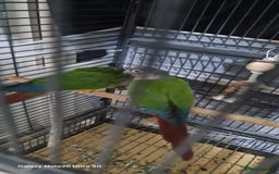 Conures birds for sale: Green cheek conures - Image 2