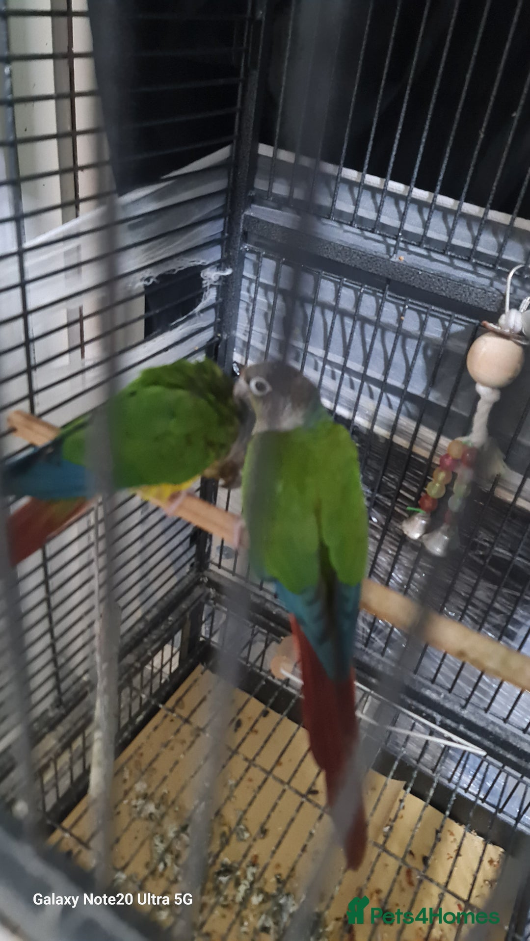 Conures birds for sale: Green cheek conures - Image 2