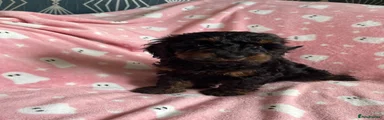 Cockapoo 1