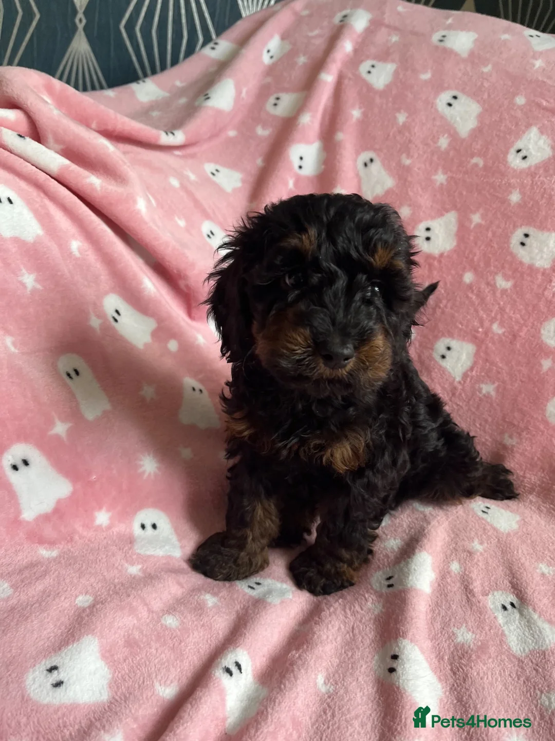 Cockapoo dogs for sale: F1 cockapoos - Advert 2