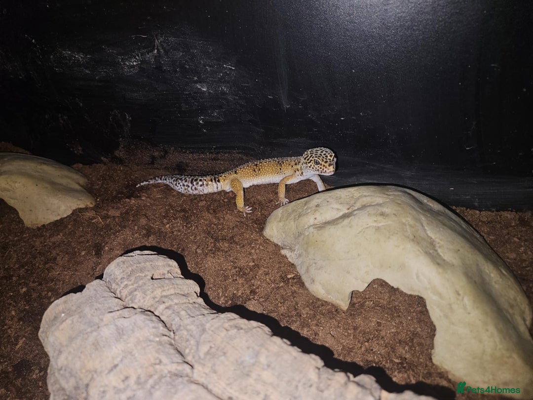 Leopard Gecko reptiles for sale: leopard gecko with setup - Image 2