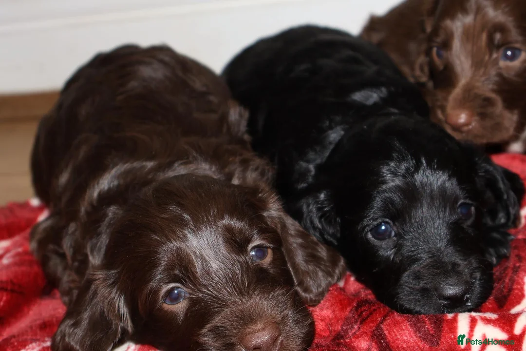 Cockapoo dogs for sale: outstanding cockapoo puppy’s available  - Advert 7