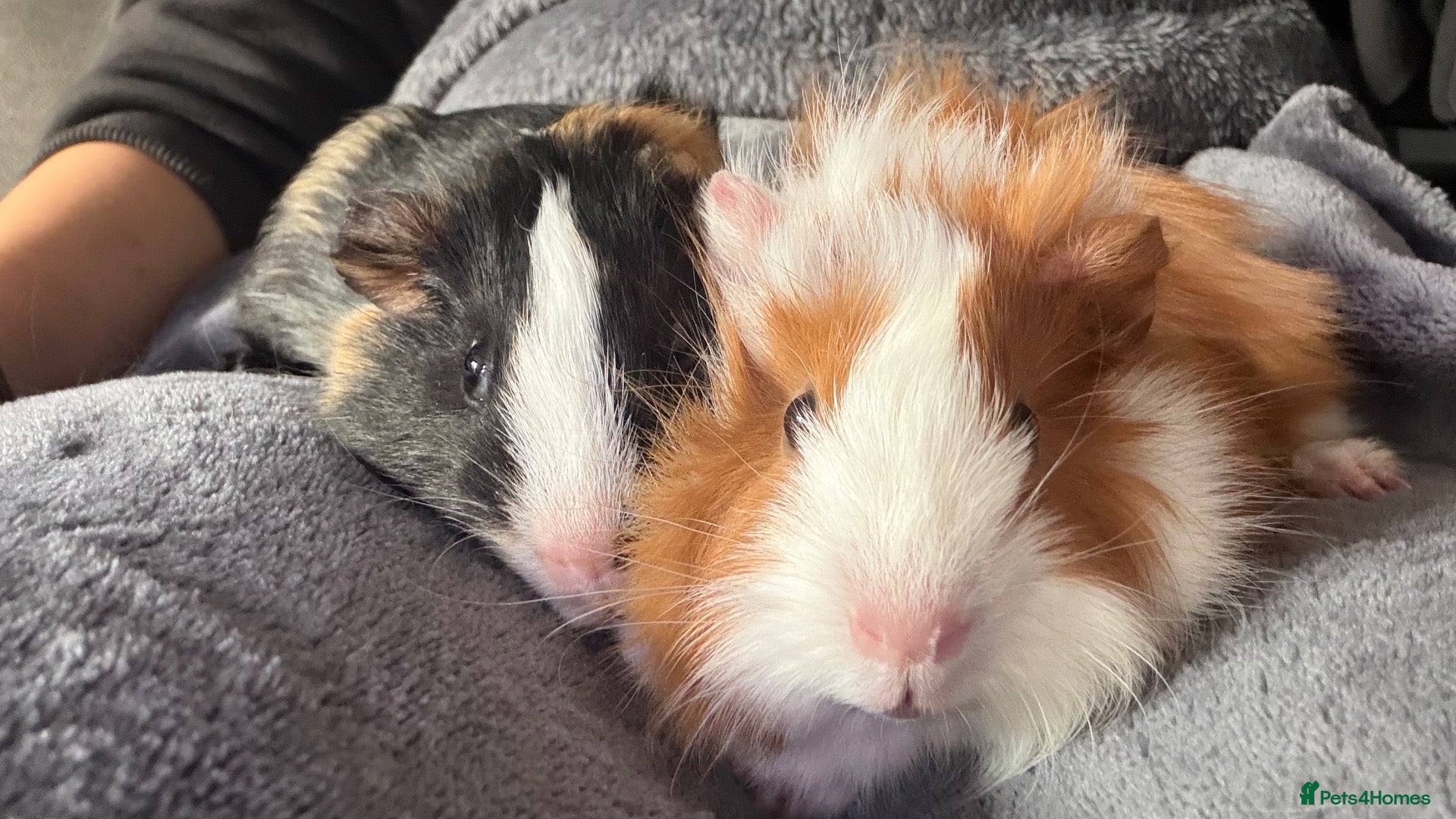 Guinea Pig rodents for sale: 2 male piggies  - Advert 1
