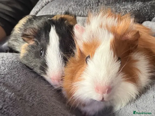 Guinea Pig rodents for sale: 2 male piggies - Advert 1