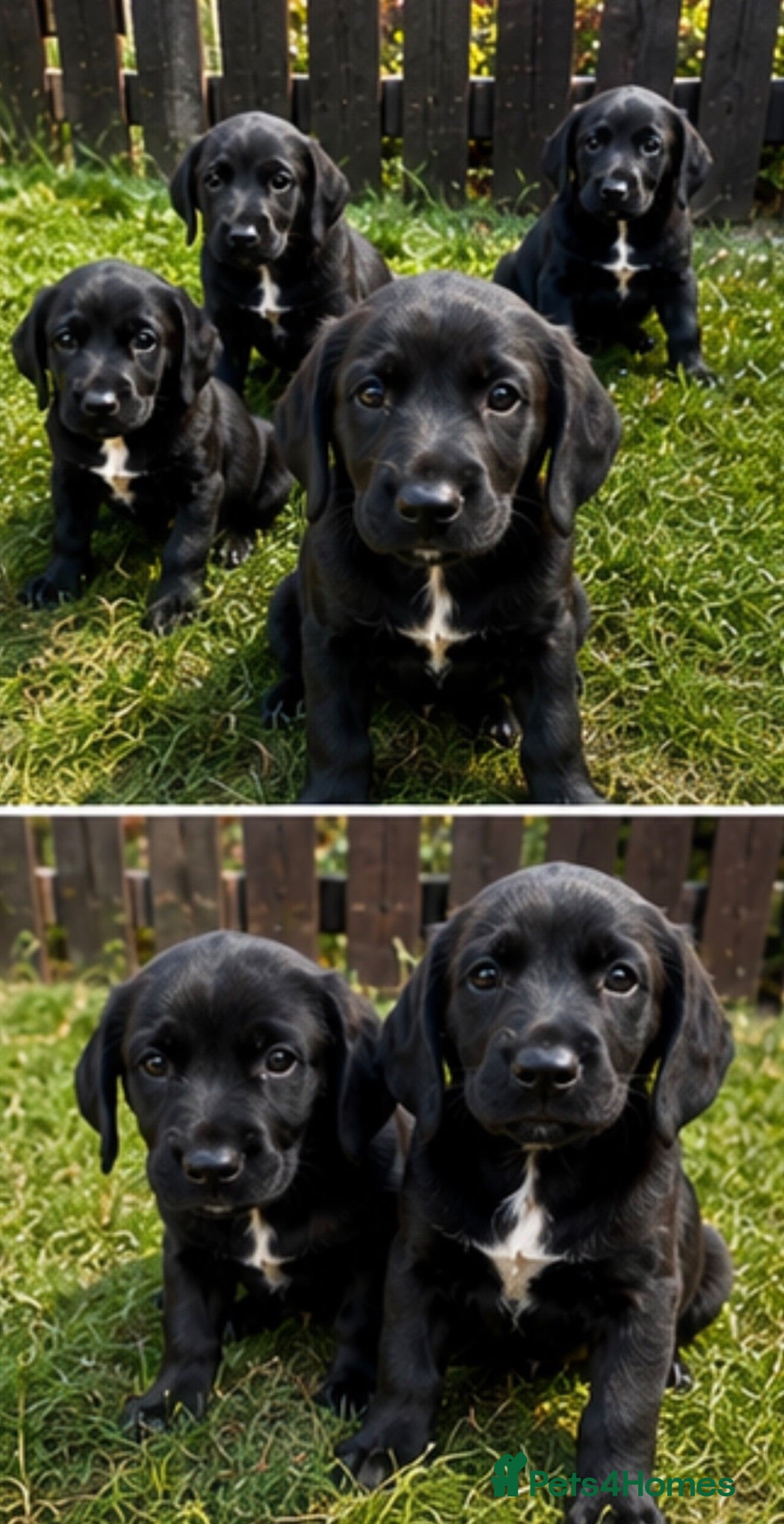 Springador dogs Springador Puppies🐶 - Advert 1