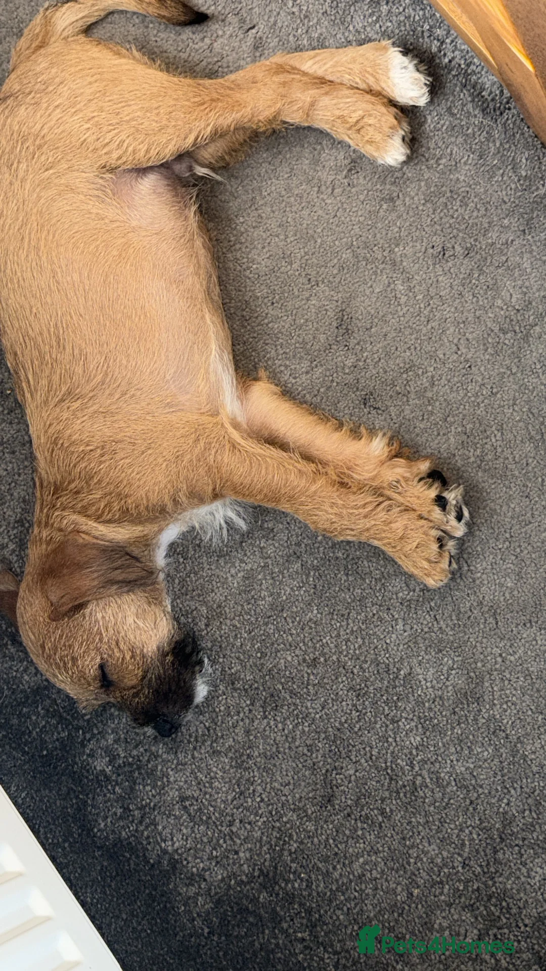 Mixed Breed dogs for sale: Border terrier mix in Retford - Advert 2