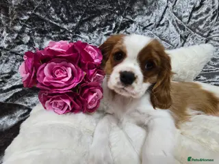 Cavalier King Charles Spaniel dogs KC registered from Health Tested parents - Advert 1