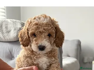 Labradoodle dogs Extensively DNA ToY/mini labradoodle parents DNA - Advert 4